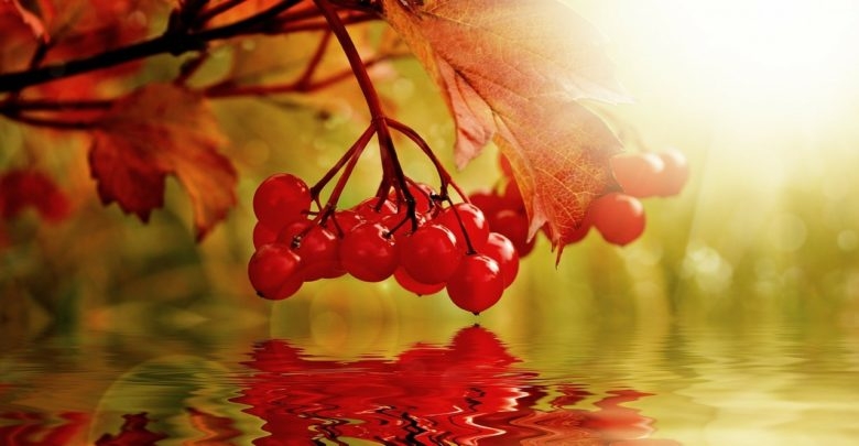 калиновый сок на зиму без варки