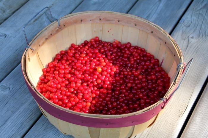 калиновый сок