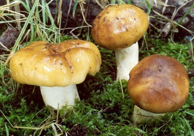 валуй гриб как готовить