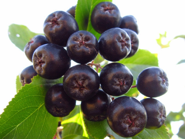 варить варенье из черноплодной рябины