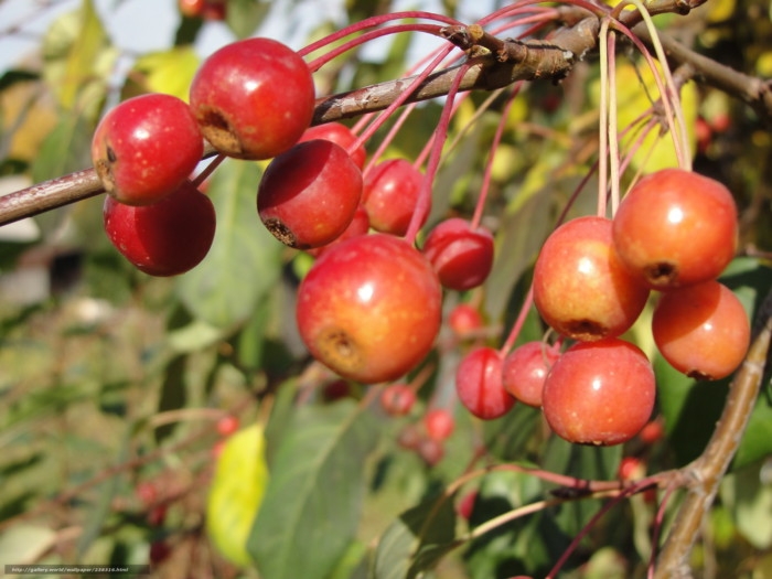 повидло из ранеток на зиму