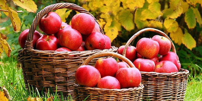 яблочное варенье дольками янтарное