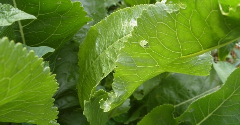 тертый хрен рецепт