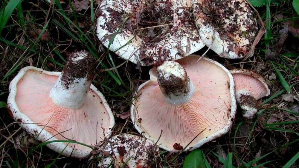 как посолить чернушки на зиму