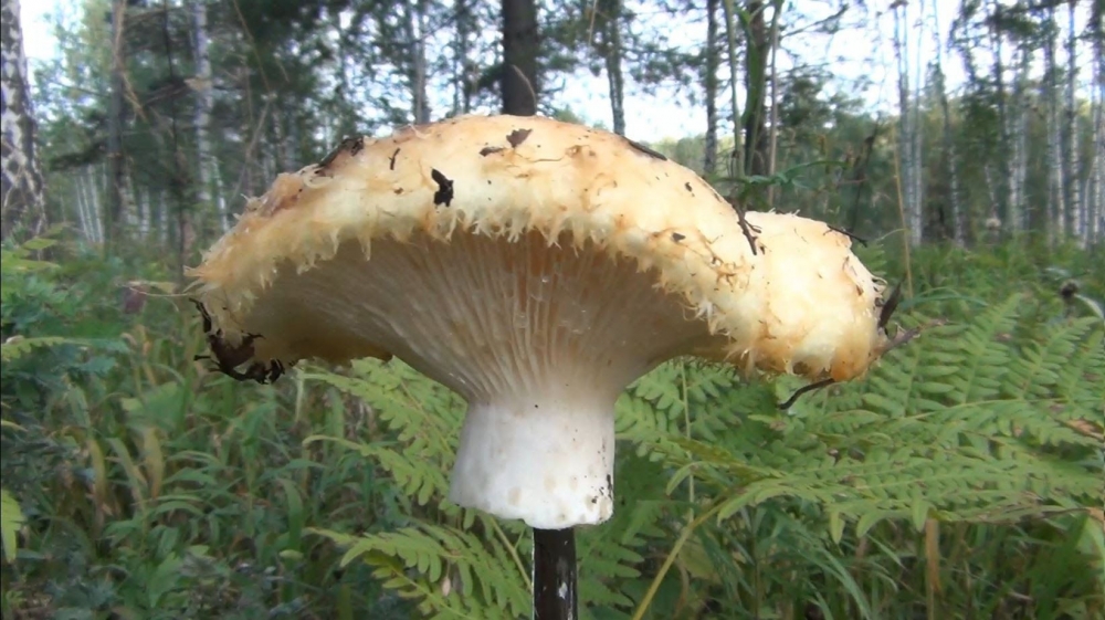 как посолить чернушки на зиму