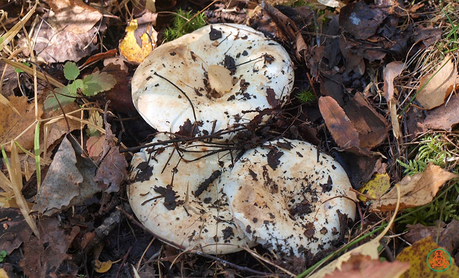 заготовка груздей