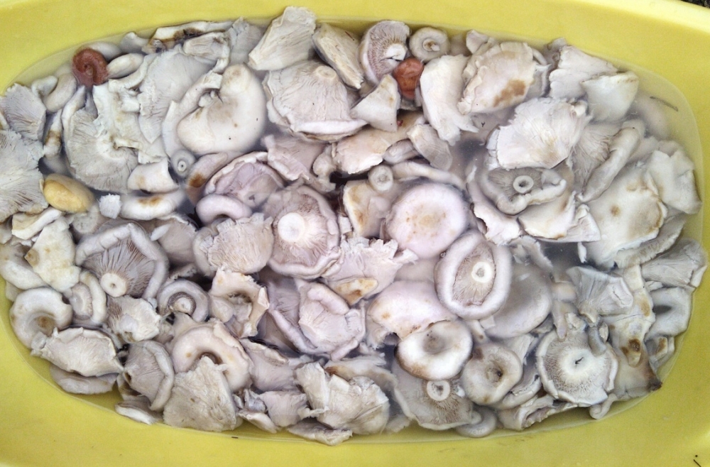 черные грузди на зиму рецепты приготовления