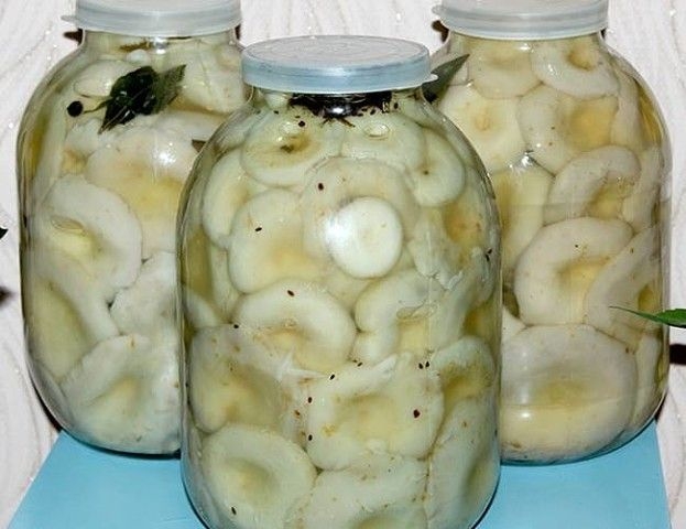 засолка грибов грузди на зиму в банках