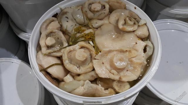 заготовка груздей