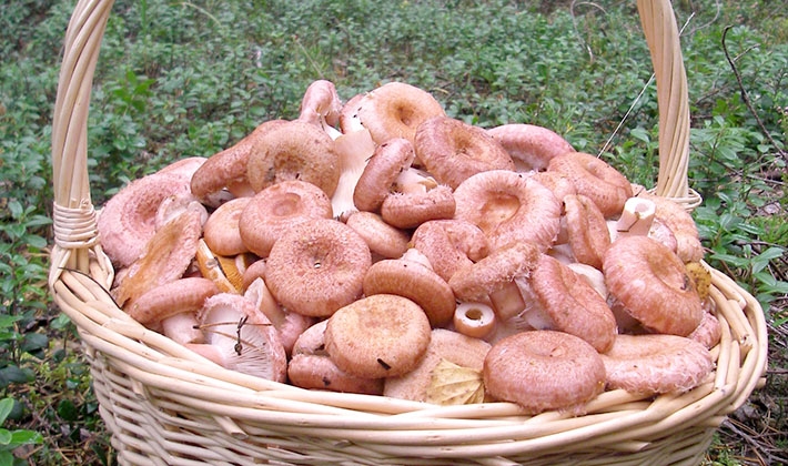 как солить волнушки в домашних условиях