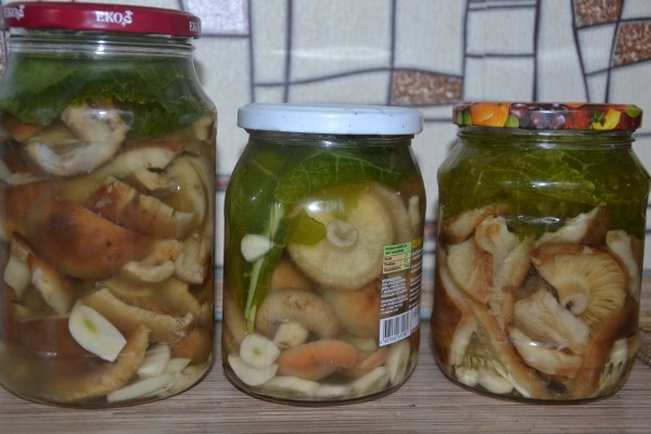 засолка волнушек холодным способом