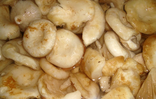 белянки маринованные рецепт на зиму