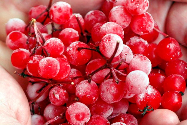 желе из калины на зиму без варки