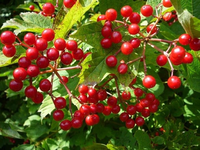 как приготовить желе из калины