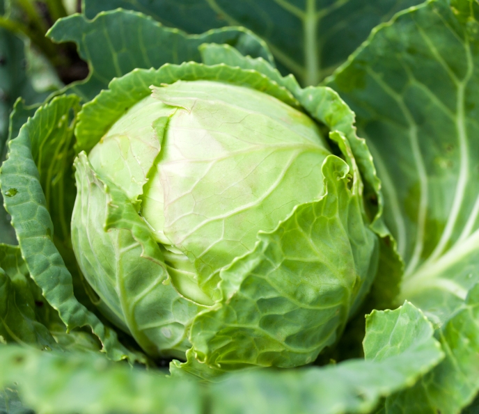 Капуста белокочанная – полезные свойства, калорийность, витамины