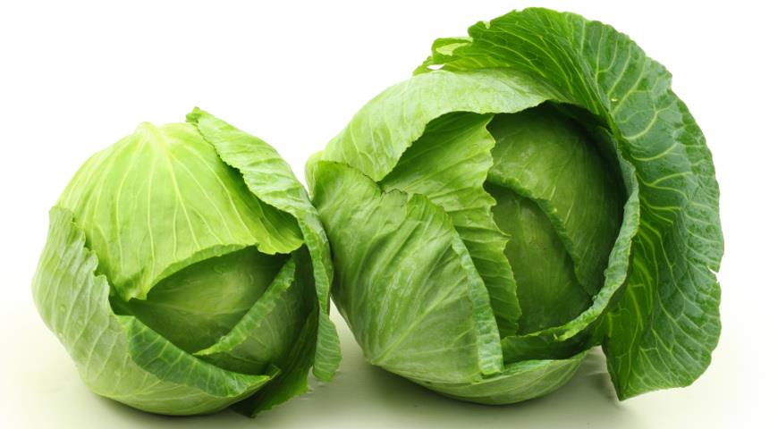 Ранняя белокочанная капуста - сорта и выращивание рассады на ...