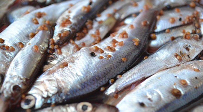 килька пряного посола в домашних условиях