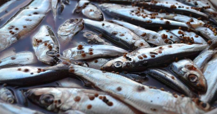 килька пряного посола в домашних условиях